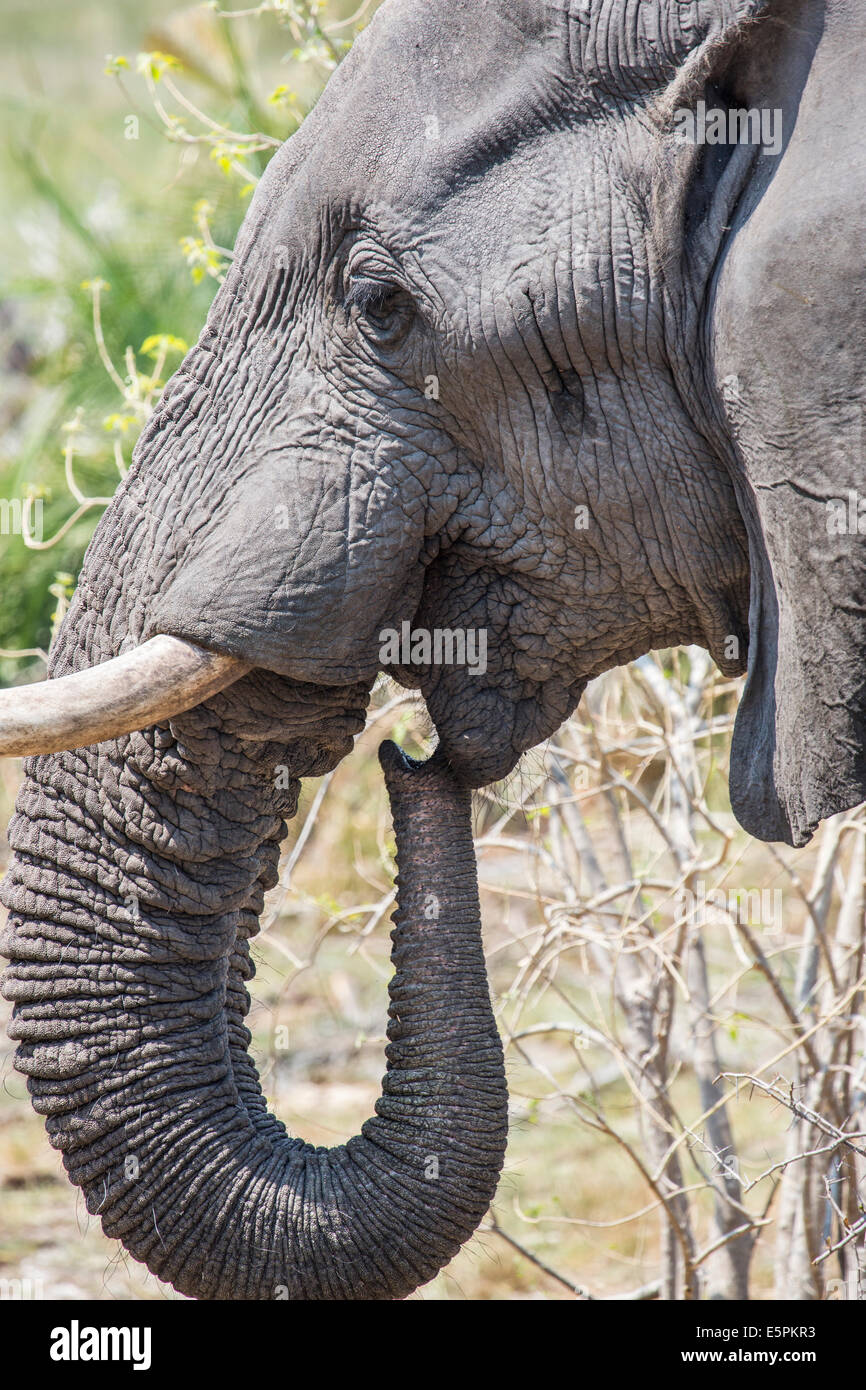 Nahaufnahme des Kopfes eines afrikanischen Bush Elefanten mit Stoßzähnen und faltige Haut, seinen Stamm bis zur Mündung, Okavango Delta, Botswana Stockfoto