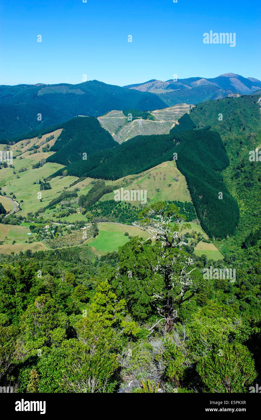 Blick über das grüne Tal des Kahurangi-Nationalpark, Südinsel, Neuseeland, Pazifik Stockfoto