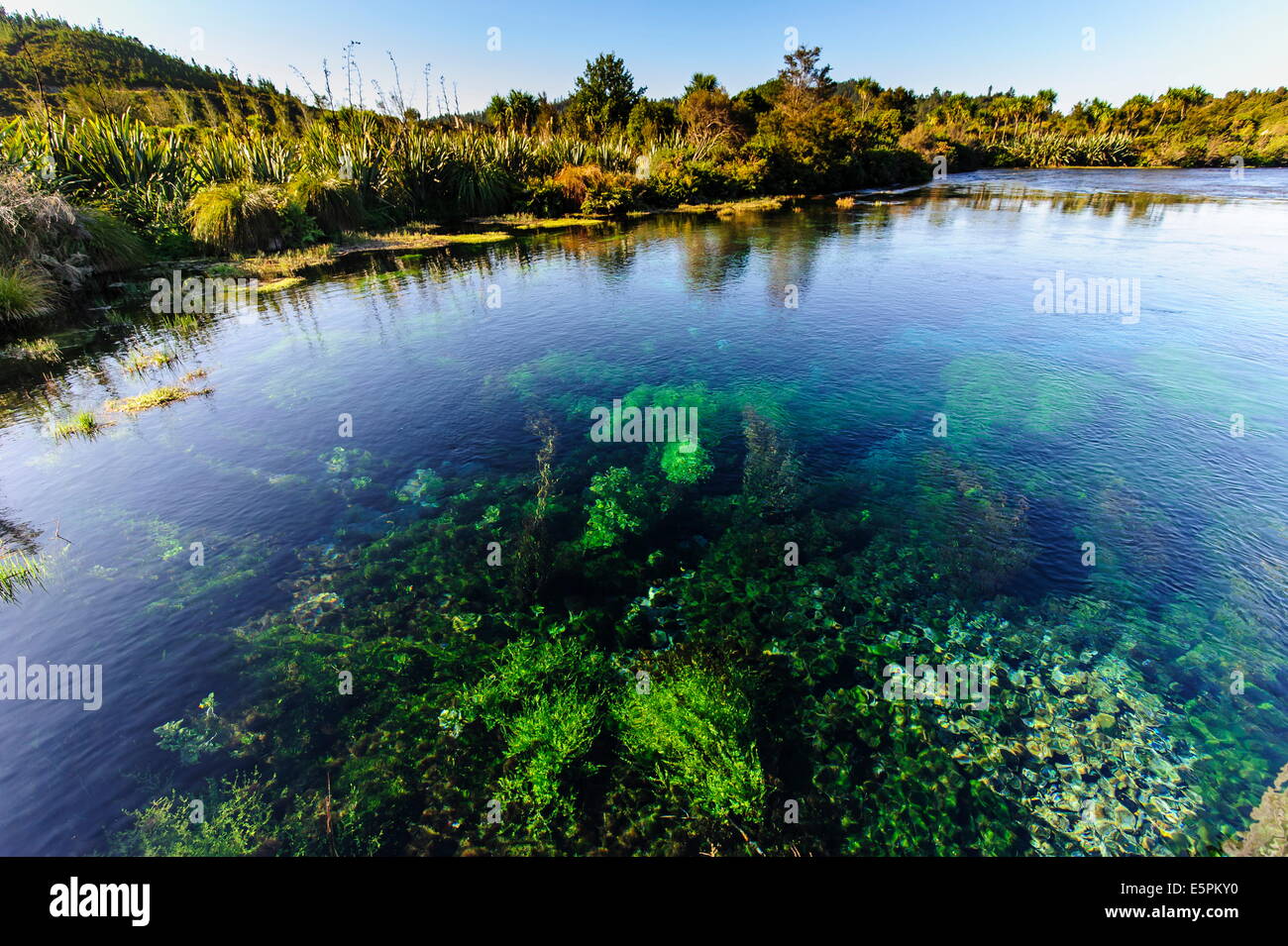 Te Waikoropupū springs, das klarste Frischwasser Frühlinge in der Welt, Takaka, Golden Bay, Tasman, Südinsel, Neuseeland Stockfoto