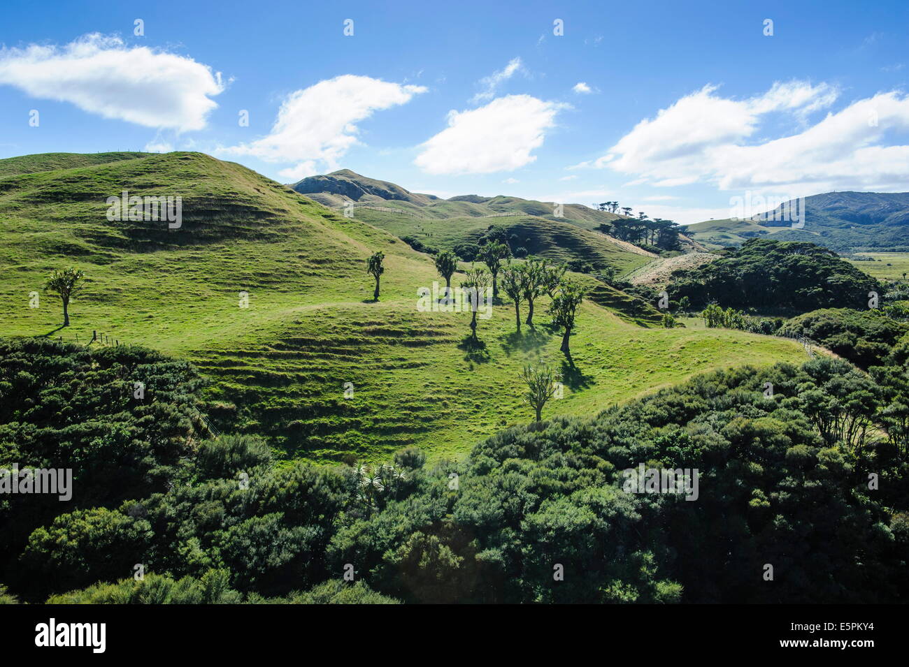 Schöne grüne Landschaft hinter Wharariki Beach, Südinsel, Neuseeland, Pazifik Stockfoto