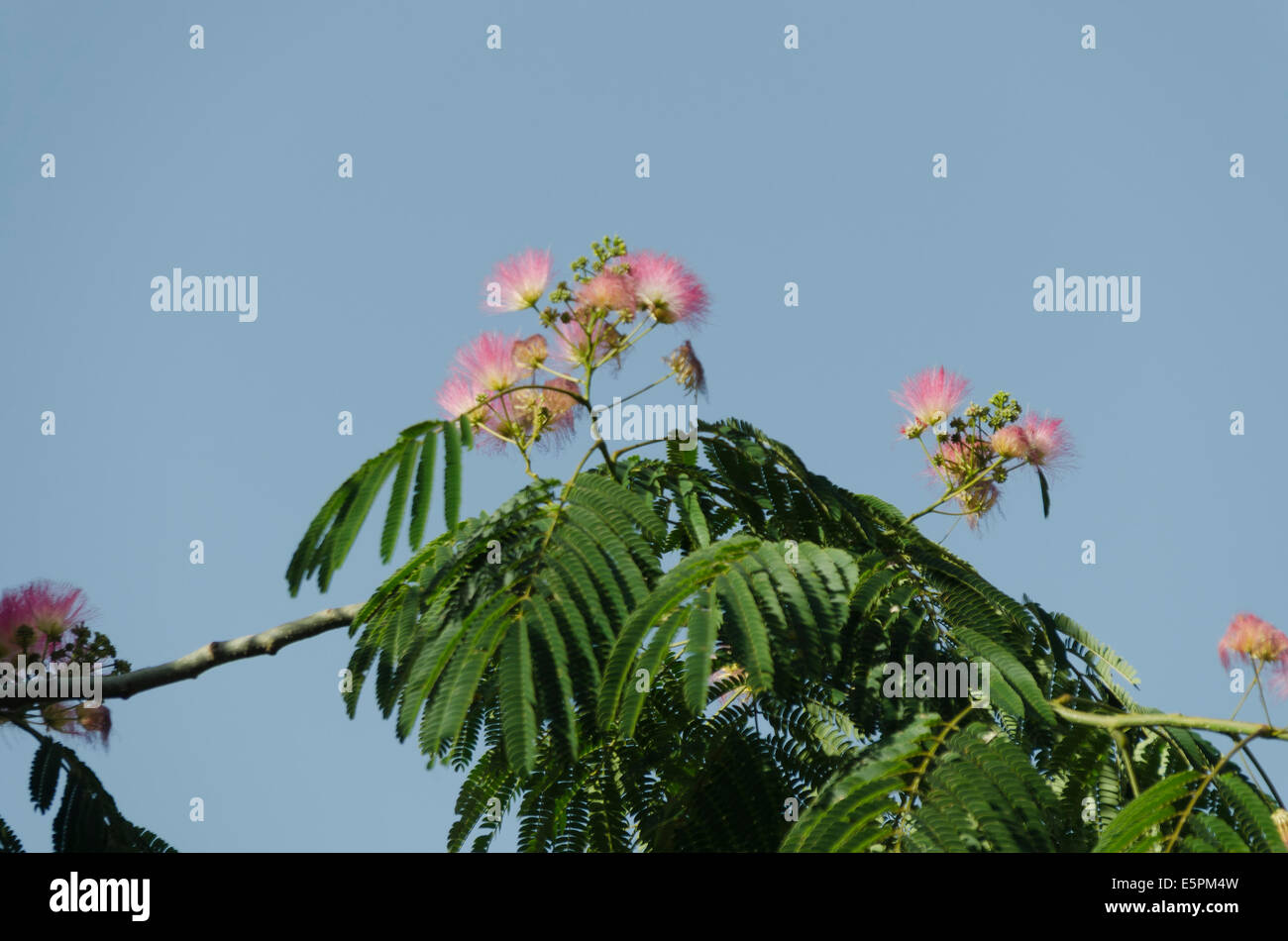 Albizia Baum Blumen (persischer Silk Baum) Stockfoto