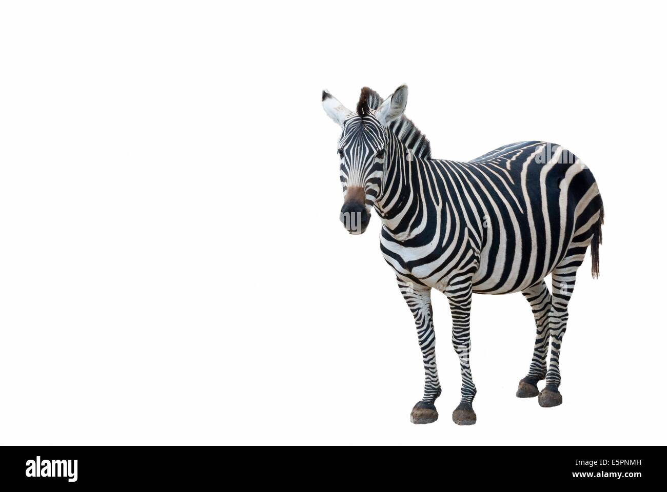 Seitenansicht eines jungen Zebra stehenden auf weißem Hintergrund Stockfoto
