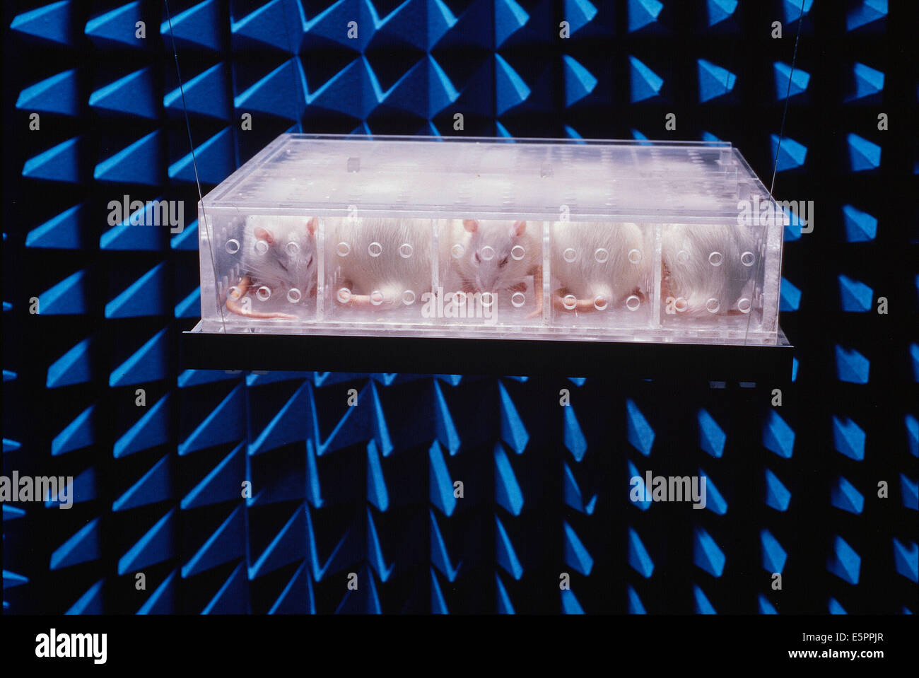 Messung der Wirkung von Strahlung auf die Ratten in einem schalltoten Raum. Stockfoto