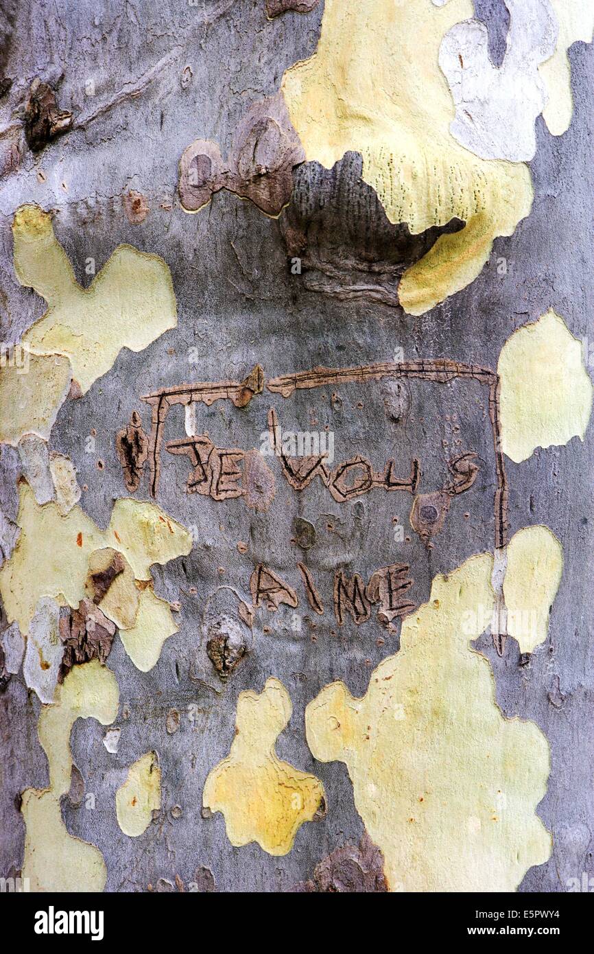 Je Vous Aime, (ich liebe dich) auf Baumrinde geschnitzt. Stockfoto