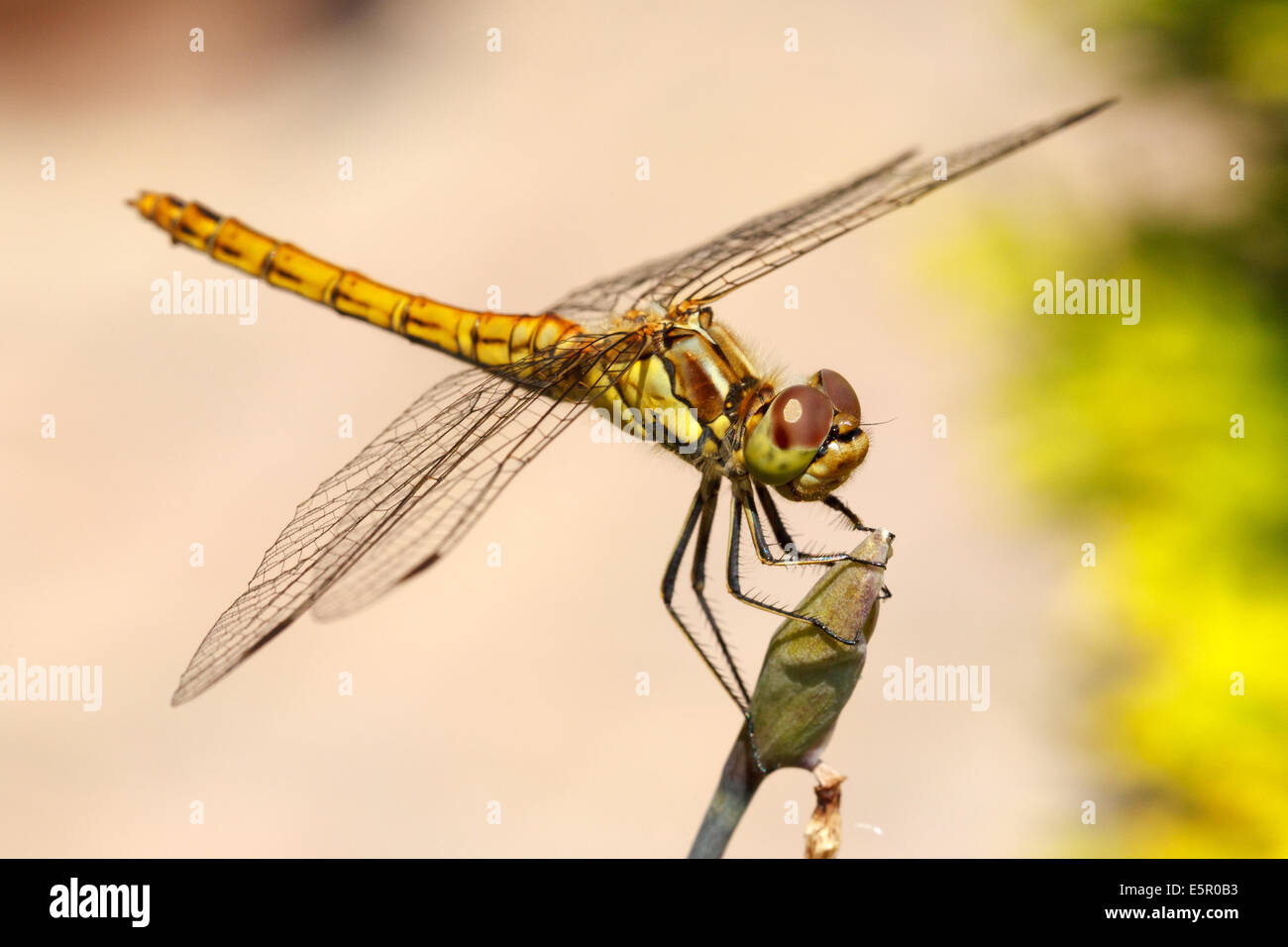 Nahaufnahme Foto einer Vagrant Darter Libelle (Sympetrum Vulgatum) ruht auf unbekannte Vegetation. Stockfoto