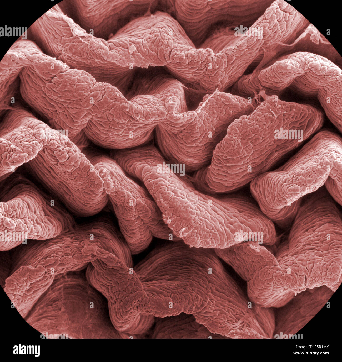 Scanning Electron Schliffbild (SEM) der eine absorptive Epithelzellen, die die Oberfläche des Dünndarms, zeigt Stockfoto