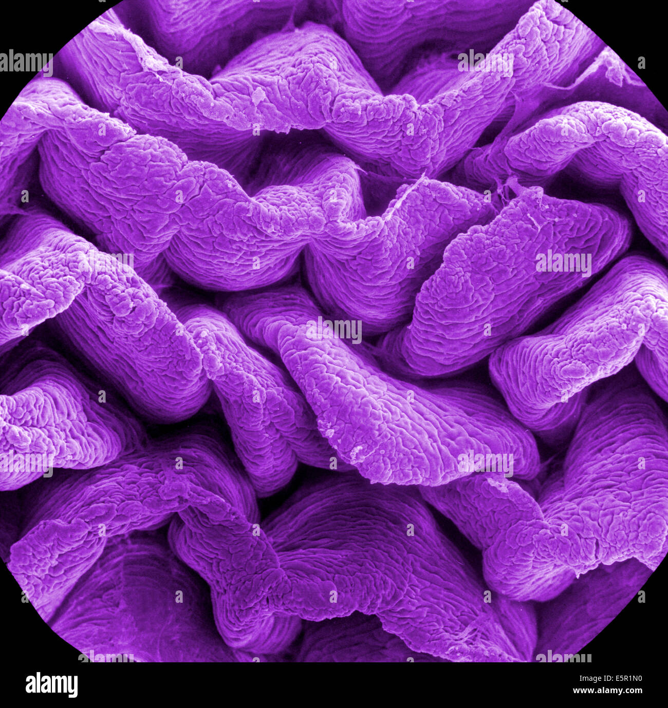 Scanning Electron Schliffbild (SEM) der eine absorptive Epithelzellen, die die Oberfläche des Dünndarms, zeigt Stockfoto