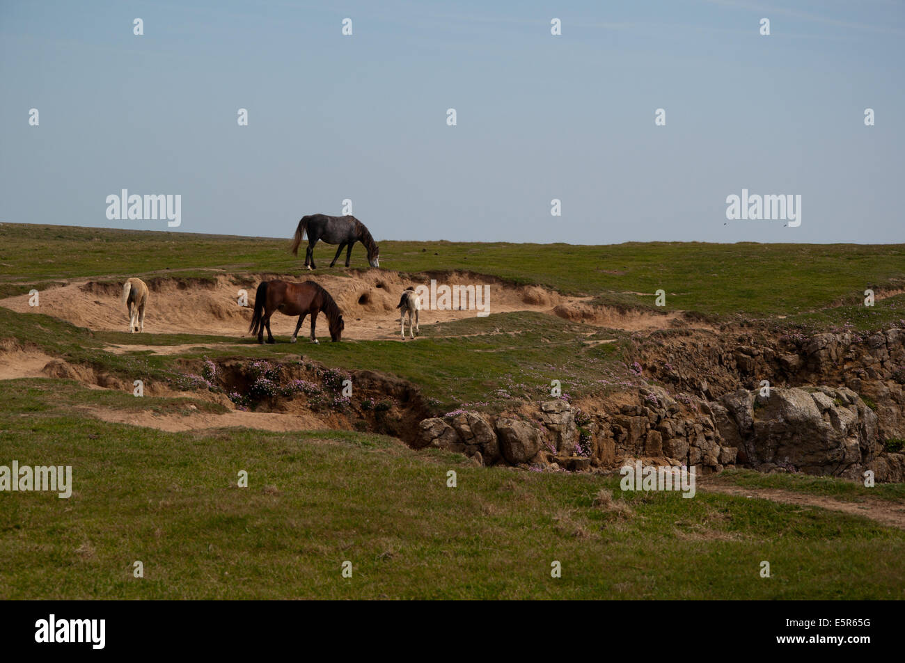 Pferde, Weiden, Tiere, Pony, Klippe Stockfoto