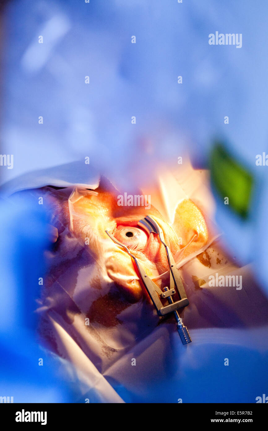 Krankenhaus Xavier Stockfotos Und -bilder Kaufen - Alamy