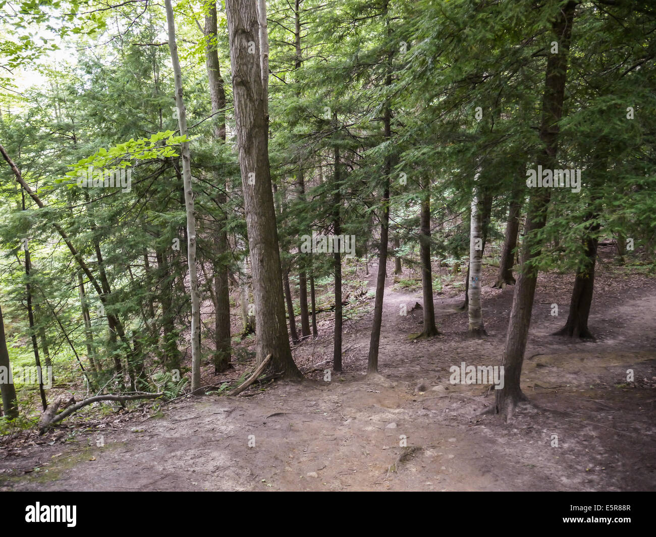 Wald im Inneren Thorton Ballen Erhaltung Bereich Newmarket Ontario Kanada Stockfoto