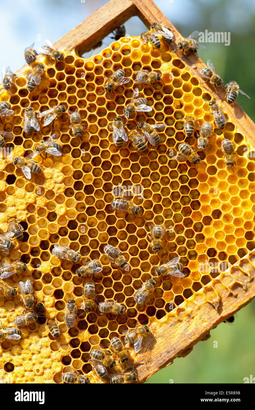 Krankenschwester in einer Brut zeigt drei Stadien der Entwicklung der Biene Bienen: Eiern, Larven und Puppen Stockfoto