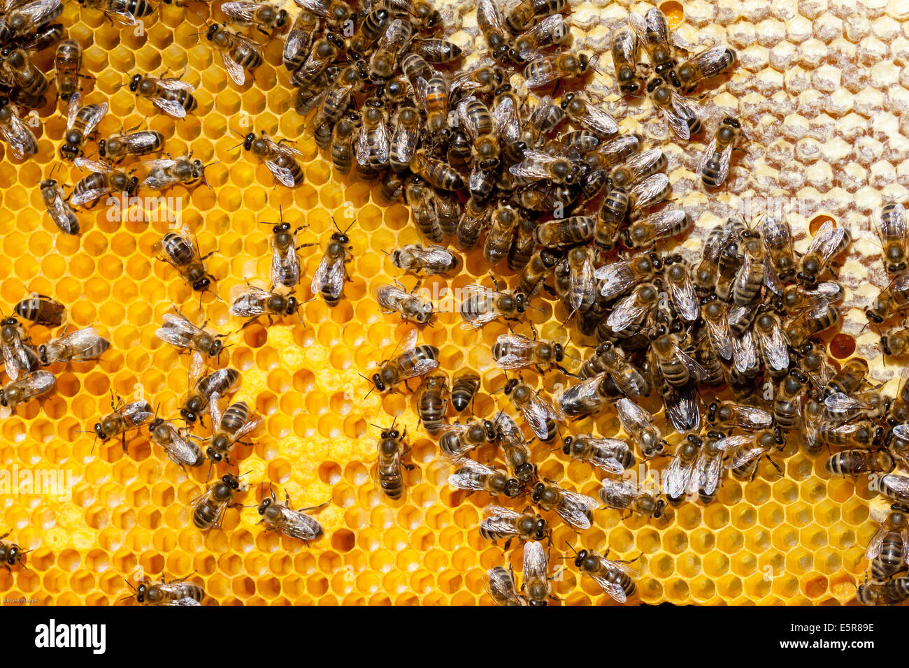 Ammenbienen in der Brut. Stockfoto
