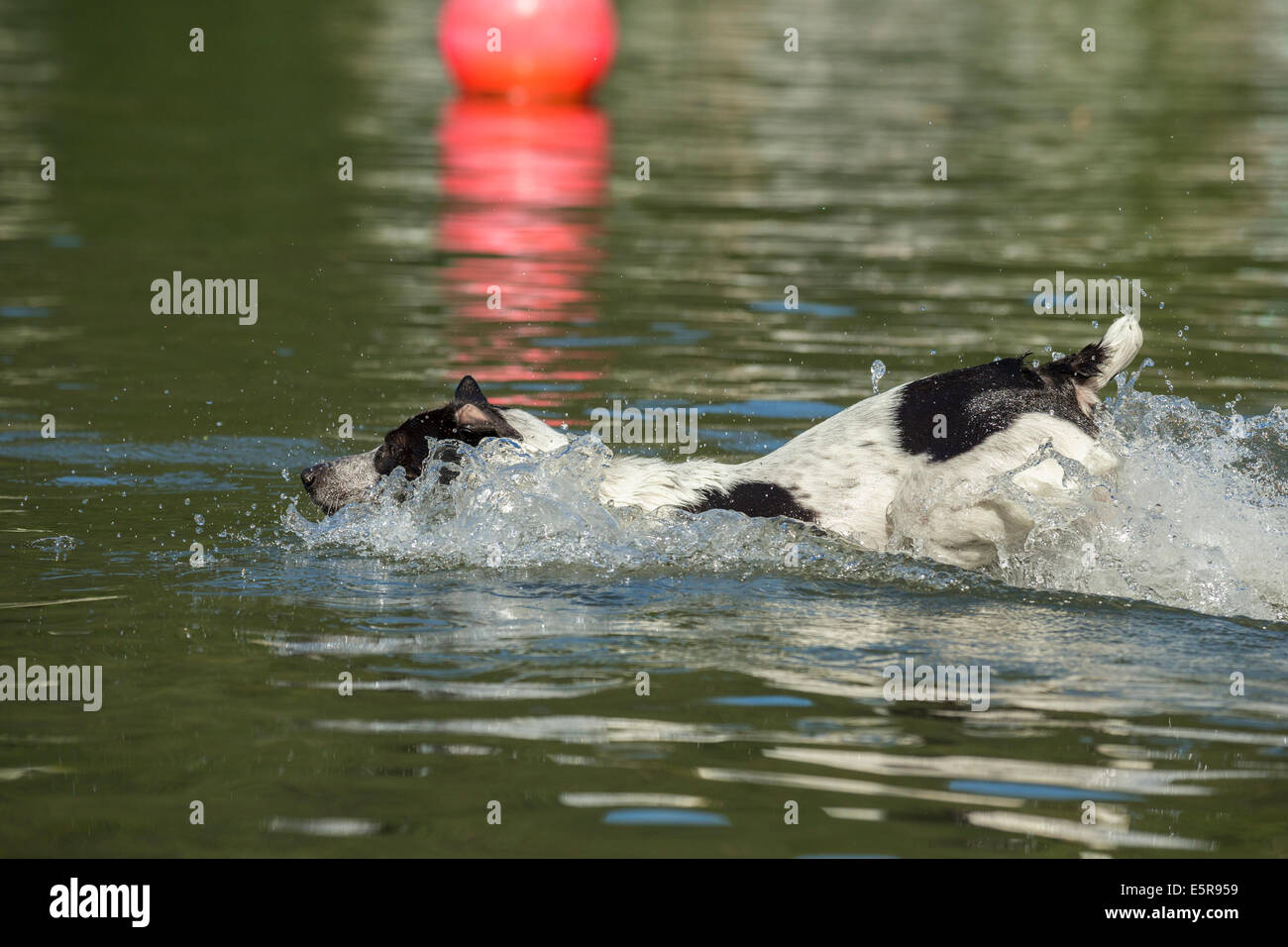 Jasper der australischen Blue Heeler Hund schwimmen im See-Cultus Lake, Chilliwack, Britisch-Kolumbien, Kanada. Stockfoto