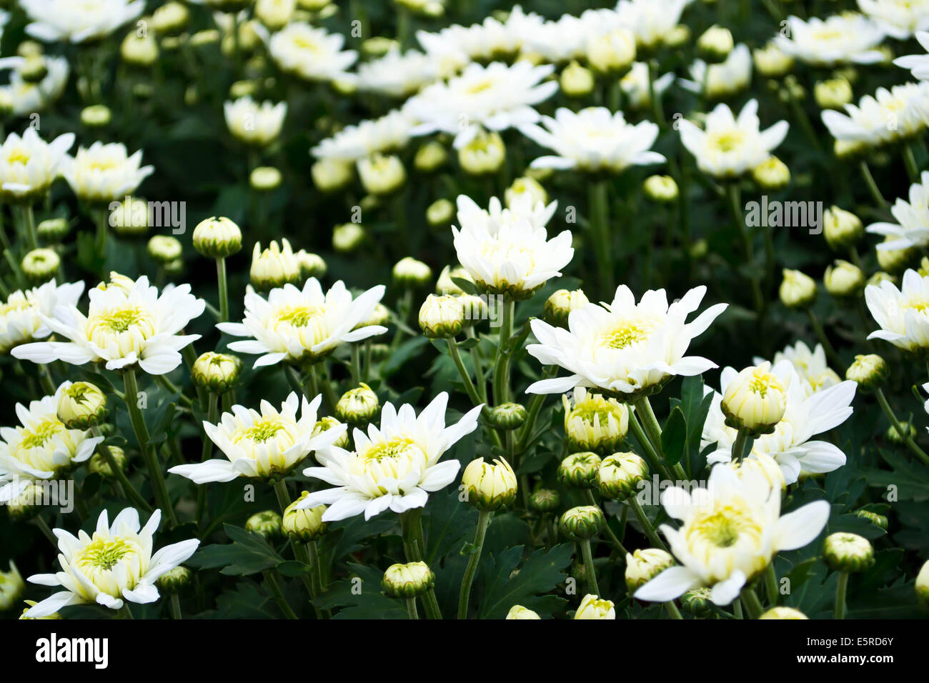 White chrysanthemums Fotos und Bildmaterial in hoher Auflösung Alamy