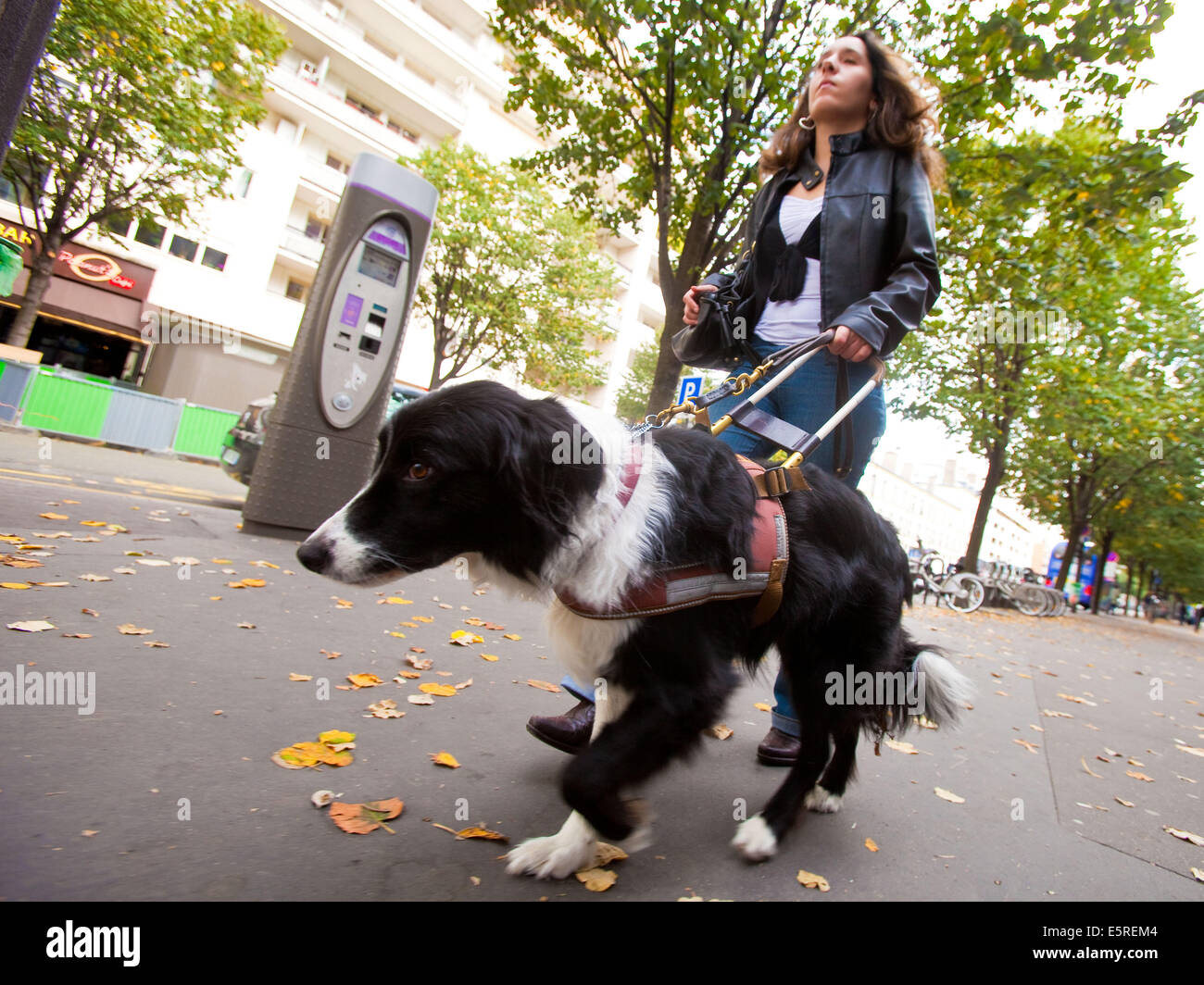 Ein Blindenhund hilft eine blinde Frau auf der Straße zu verteilen. Stockfoto