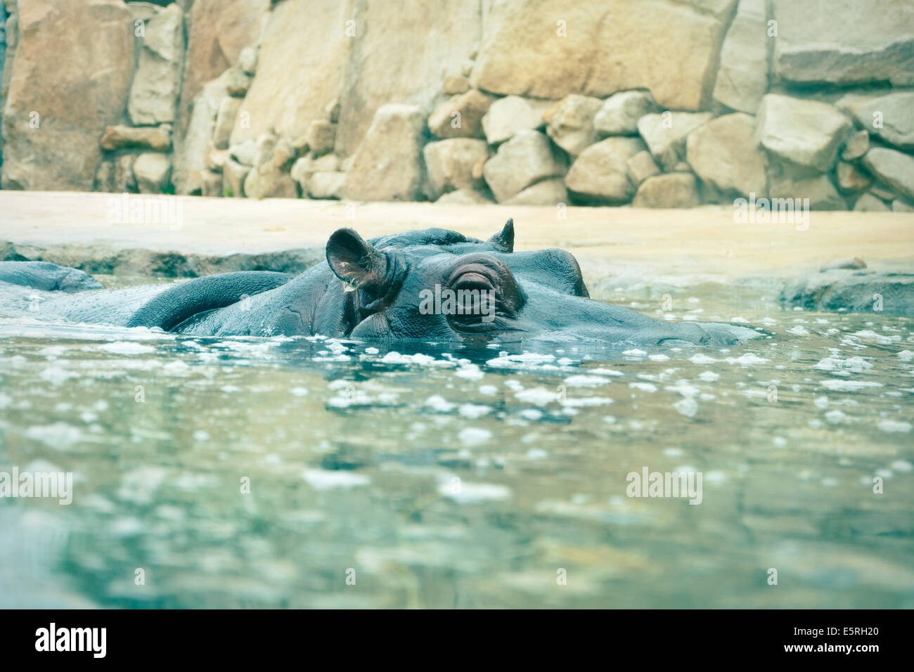 Das Nilpferd aus dem Wasser schauen Stockfoto