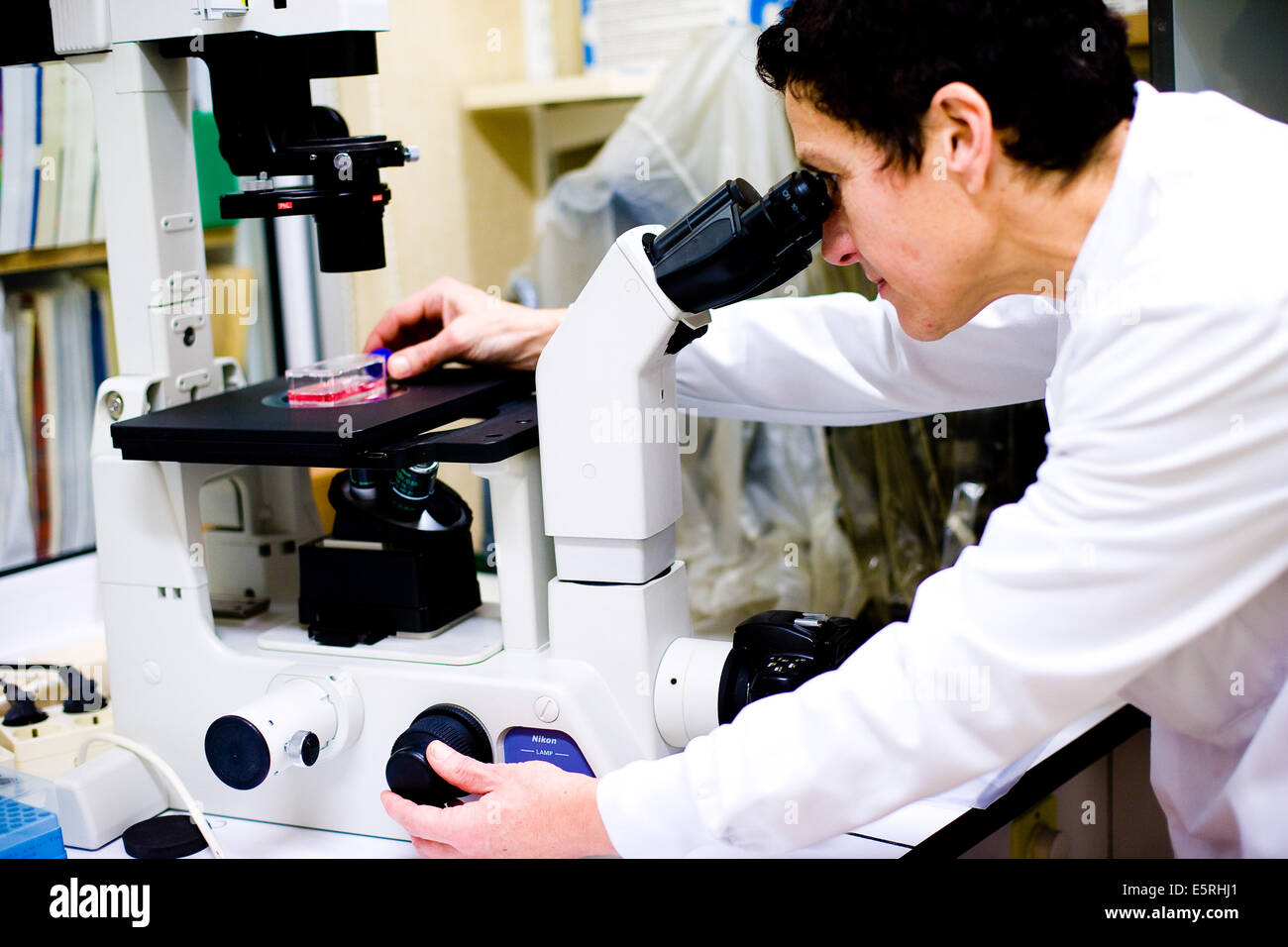 Kulturen von Krebszellen verwendet für die Erforschung neuer Medikamente, menschliche Molekulare Onkologie Labor von Oscar Lambret Krebsforschung Stockfoto