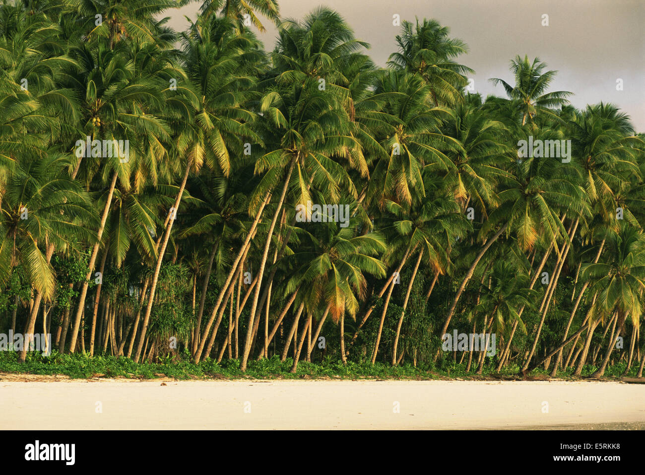 Tropischer Strand der Kei-Inseln in Maluku, Indonesien Stockfoto