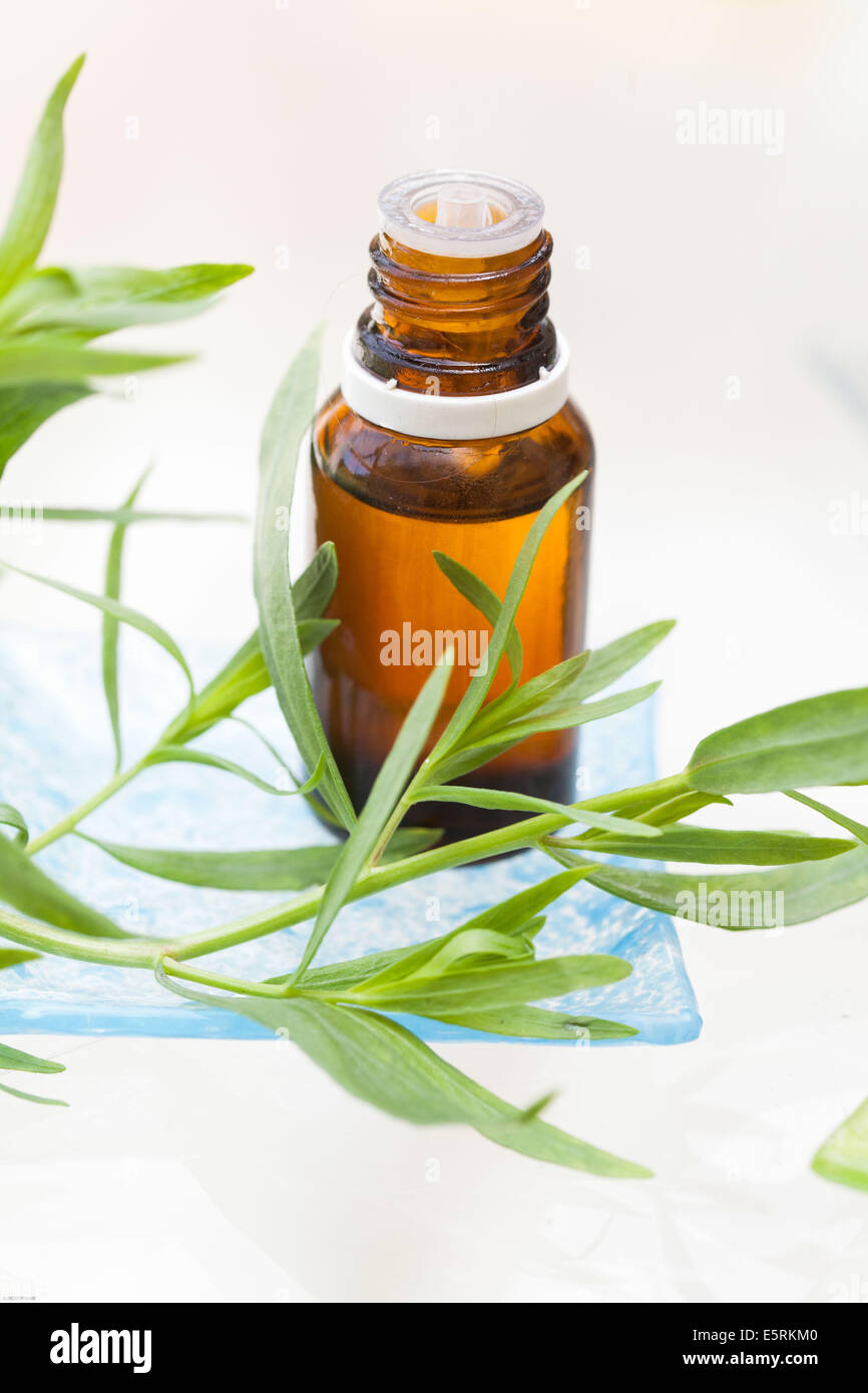 Ätherisches Öl Estragon. Stockfoto