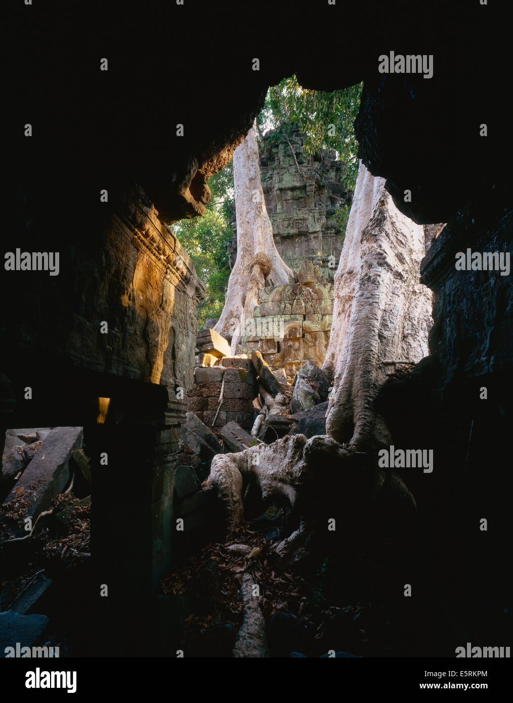 Die Wurzeln von einem riesigen Seide – Baumwolle Baum (Ceiba Pentandra) umarmen die 12. Jahrhundert Ruinen in Ta Prohm, Angkor, Kambodscha. Stockfoto