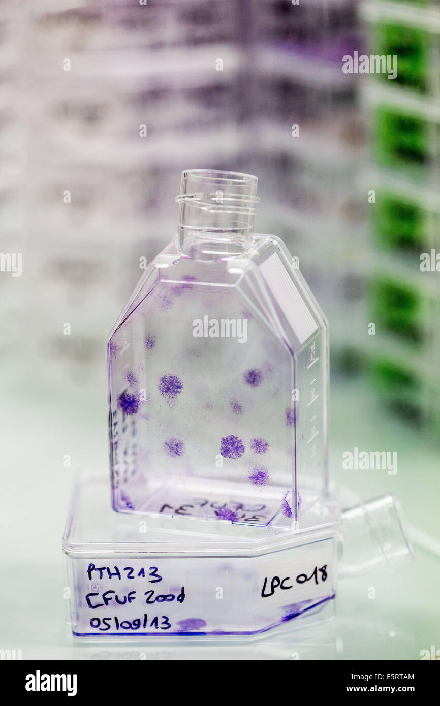 Kulturen der klonogenen mesenchymalen Stammzellen (MSC), Kolonien von Zellen sind violett gefärbt. Stockfoto