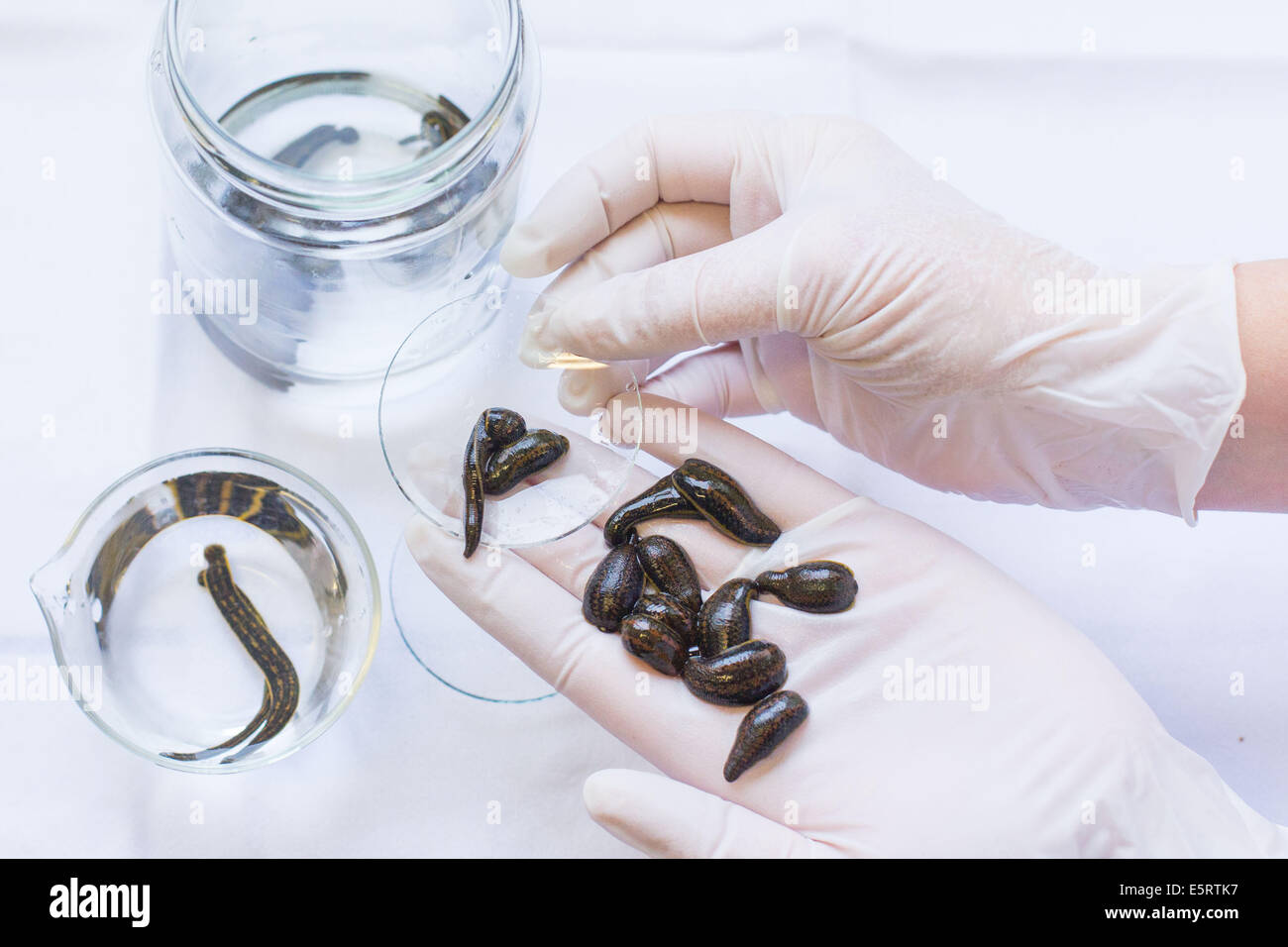 Medizinische Blutegel Hirudo Medicinalis. Stockfoto