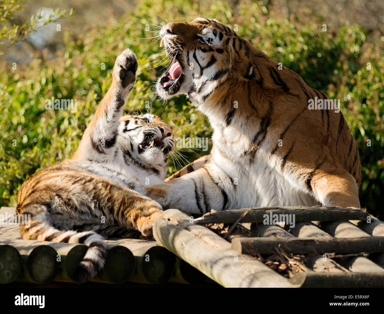 Tiger spielen bei Paradise Wildlife Park, Brouxbourne, Hertfordshire, Vereinigtes Königreich Stockfoto