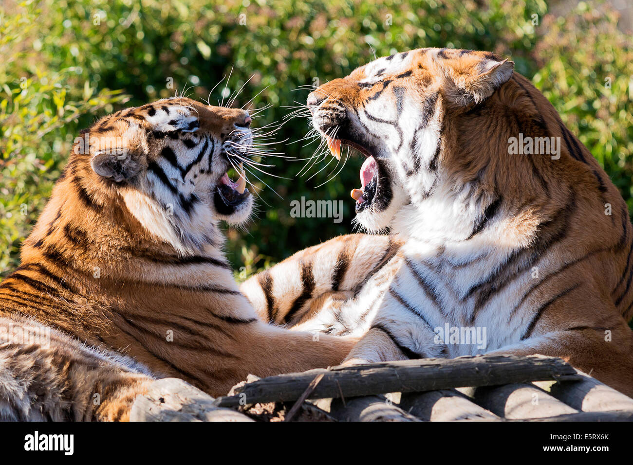 Tiger spielen bei Paradise Wildlife Park, Brouxbourne, Hertfordshire, Vereinigtes Königreich Stockfoto