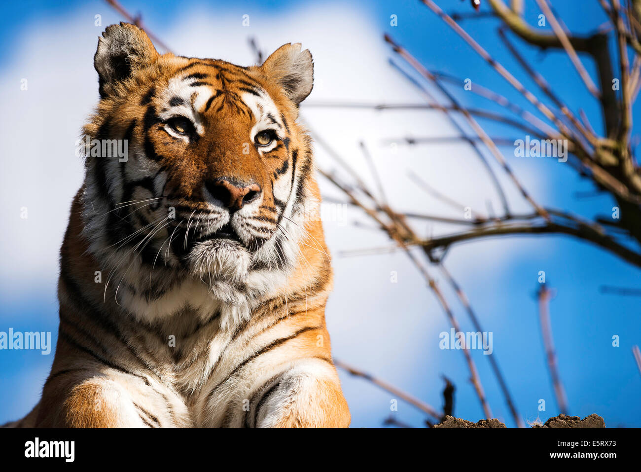 Tiger im Paradise Wildlife Park, Brouxbourne, Hertfordshire, Vereinigtes Königreich Stockfoto