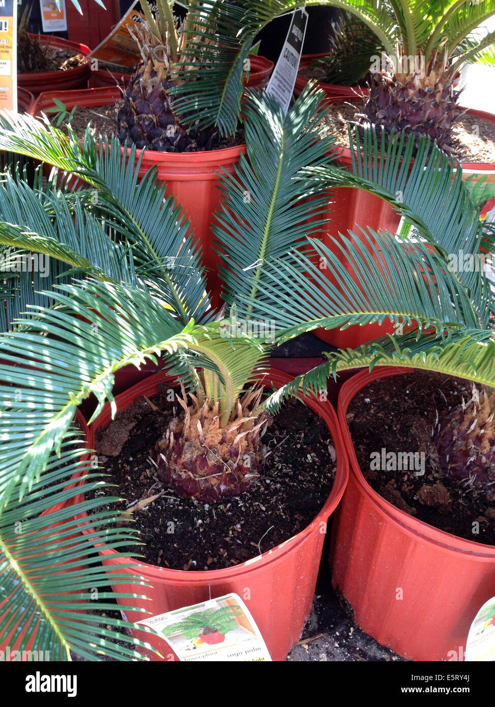 Eingemachte Sagopalmen (Cycas Revoluta) für den Verkauf in einer Gärtnerei Stockfoto