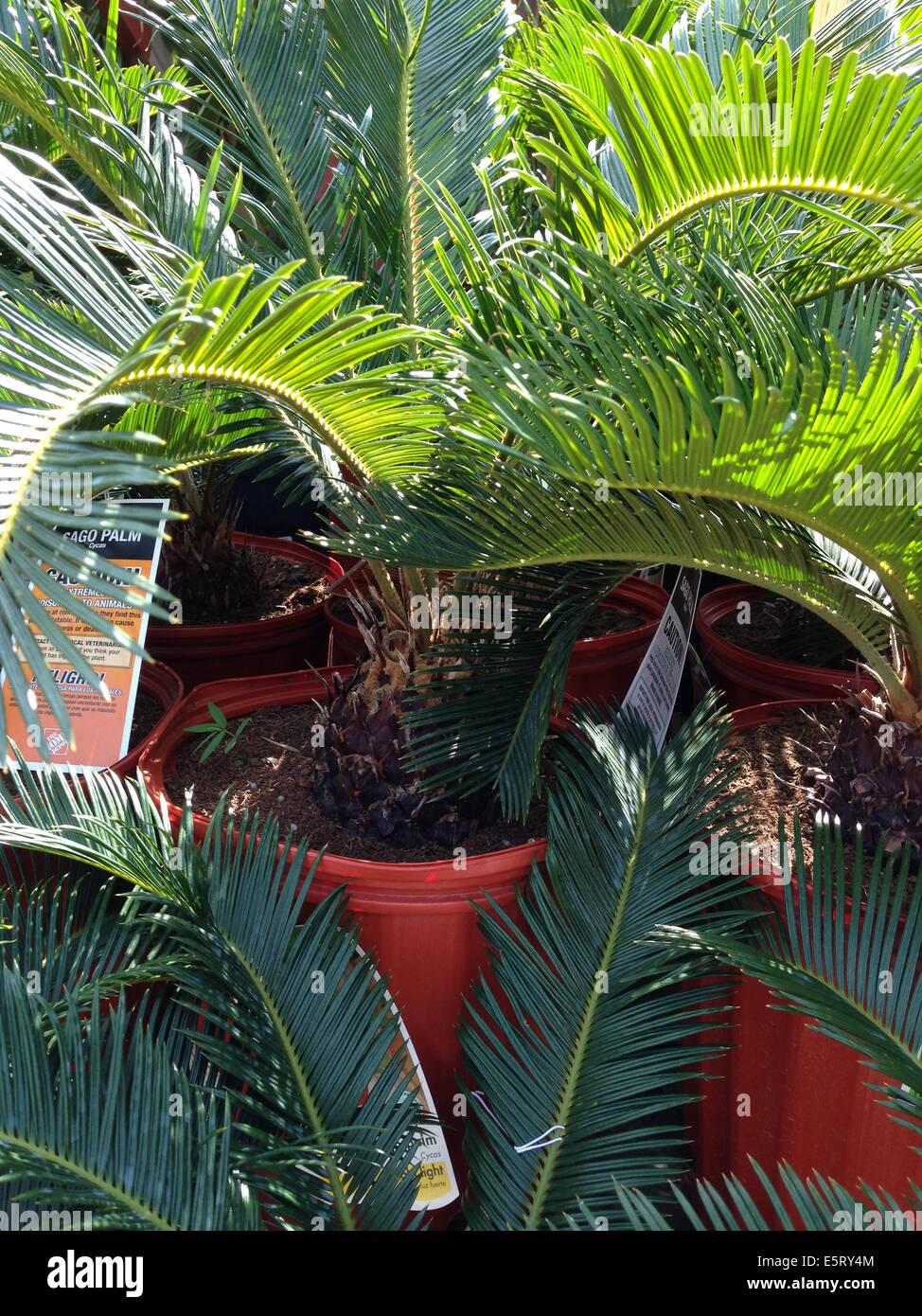 Eingemachte Sagopalmen (Cycas Revoluta) für den Verkauf in einer Gärtnerei Stockfoto