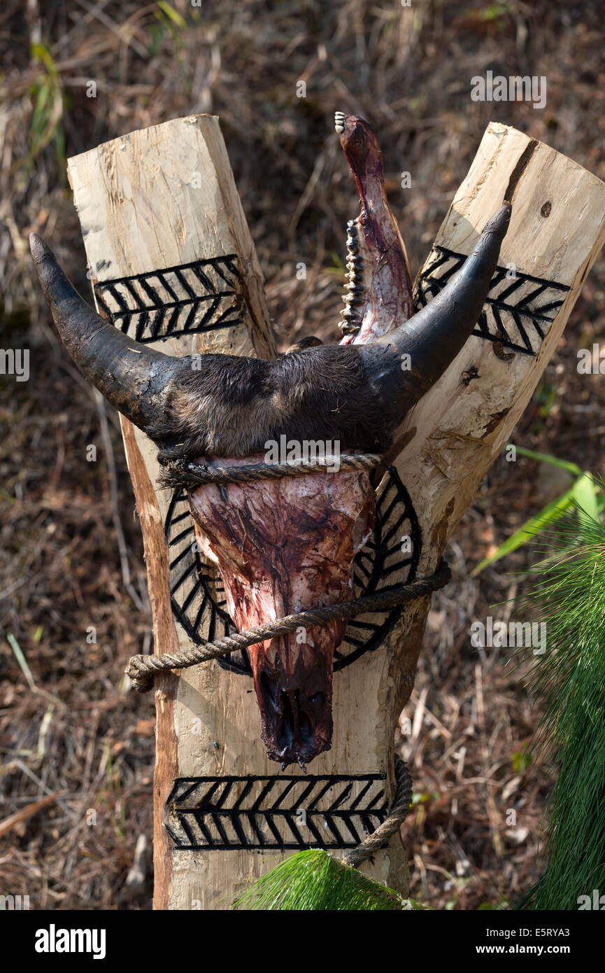 Mithun (Gaur - Wilder Ochse) Schädel aus den letzten Kinn Opfer, Mindat, Chin-Staat, Myanmar. Stockfoto
