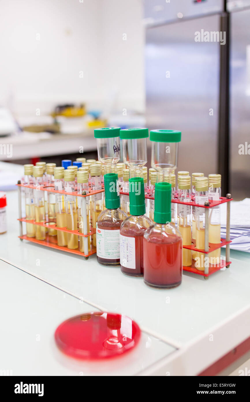 Bakterielle und mykologische Kulturen in einem medizinischen Labor. Stockfoto
