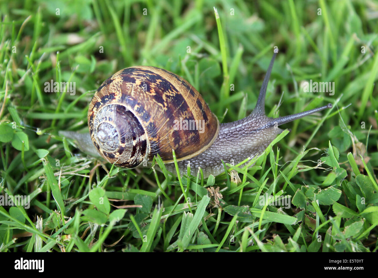 Garten-Schnecke - Molluske (Cornu Aspera) Stockfoto