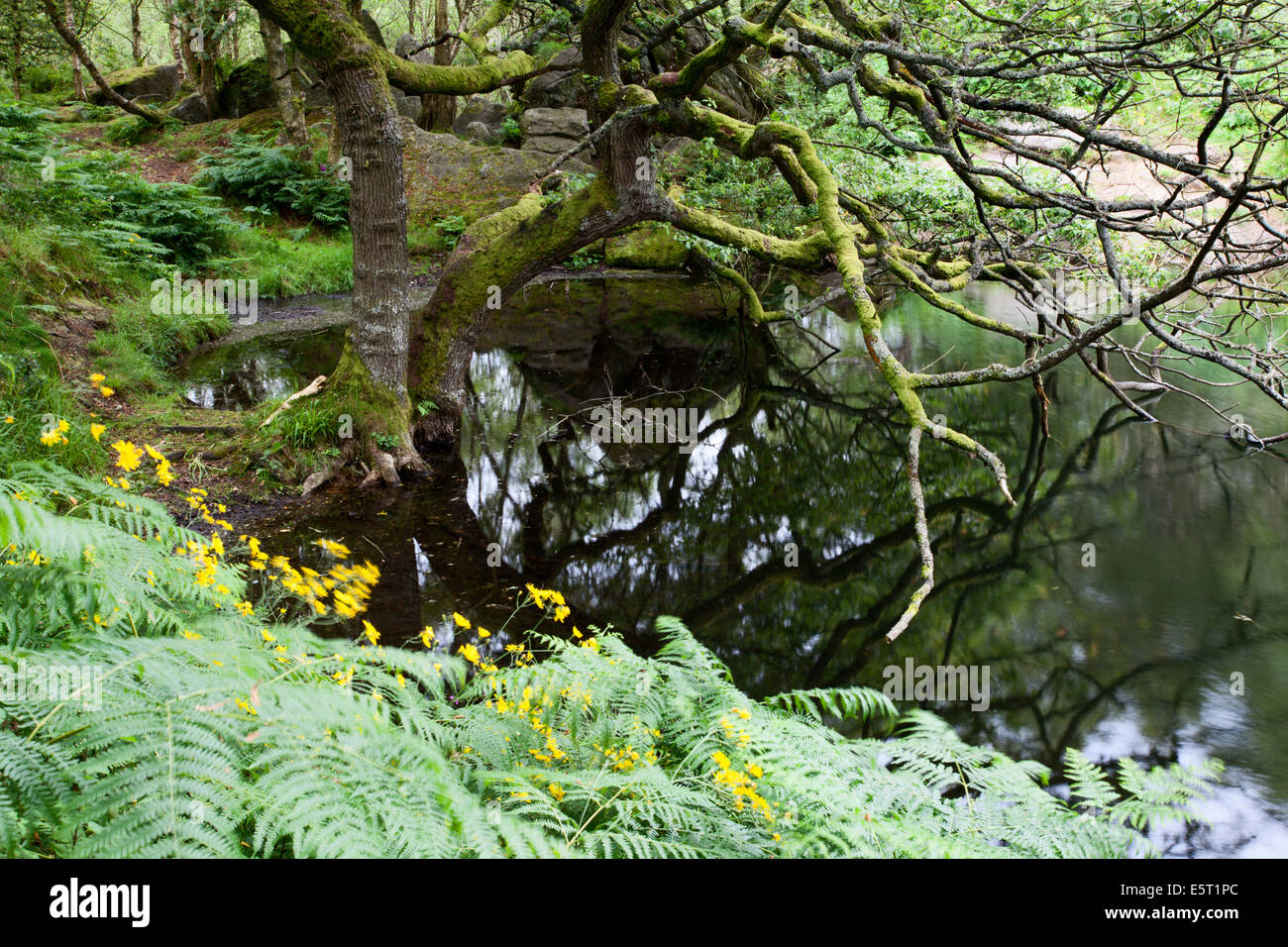 Moos bedeckt Guisecliff Tarn Pateley Bridge North Yorkshire England überhängenden Baum Stockfoto