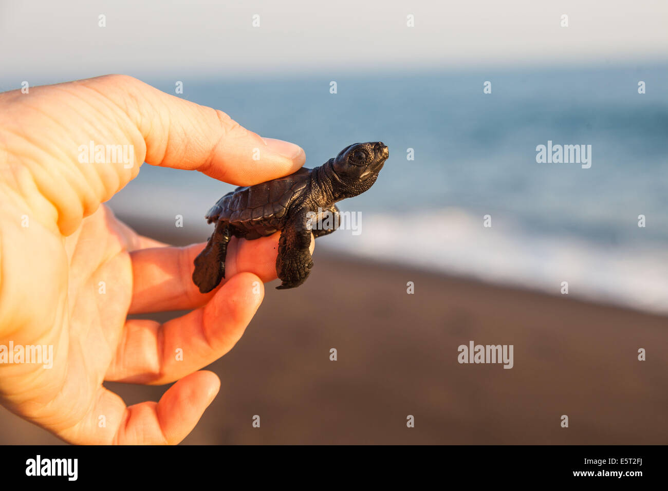 Junge Schildkröten am Pacific Beach. Stockfoto