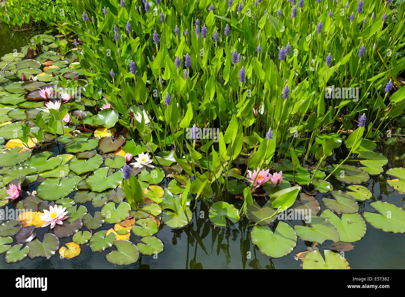 Seerosenteich im garten Fotos und Bildmaterial in hoher Auflösung Alamy