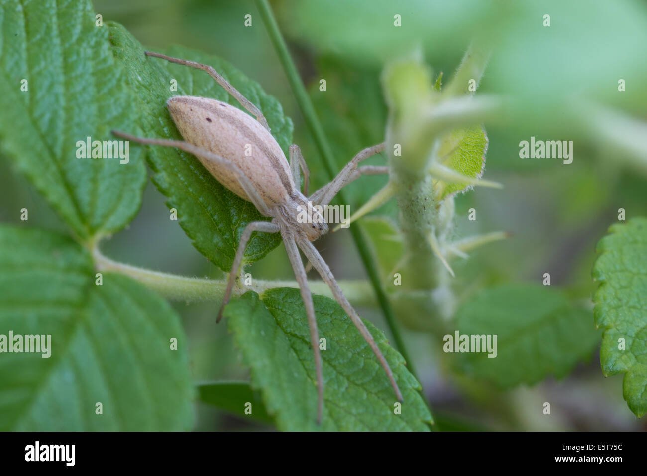 Laufen Krabben Spinne (Tibellus Oblongus) versteckt unter Rosendornen, in einem Garten in St. Albert, Alberta Stockfoto