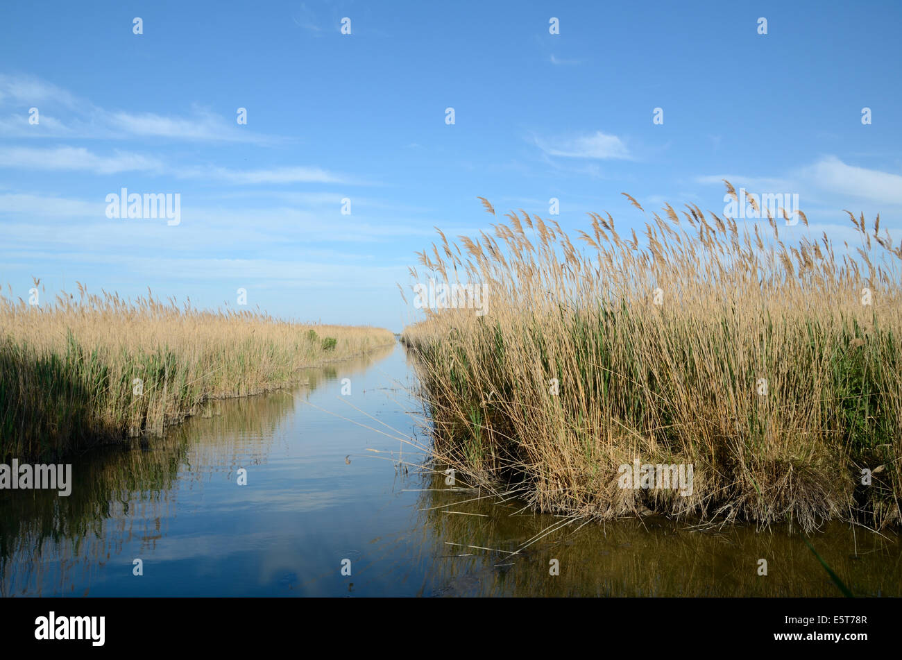 Schilfgürtel am Vaccarès See oder Etang Camargue Nature Reserve oder Feuchtgebiete Rhone-Delta Provence Frankreich Stockfoto