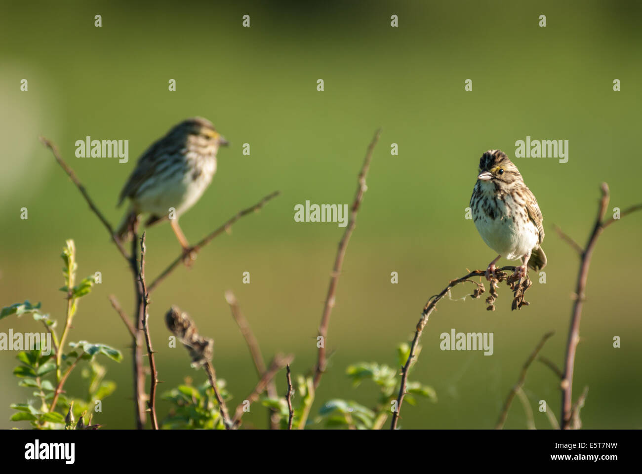 Ein paar von Savannah Spatzen (Passerculus Sandwichensis) stehend auf Wildrose Zweigen entlang des Flusses Stör Stockfoto
