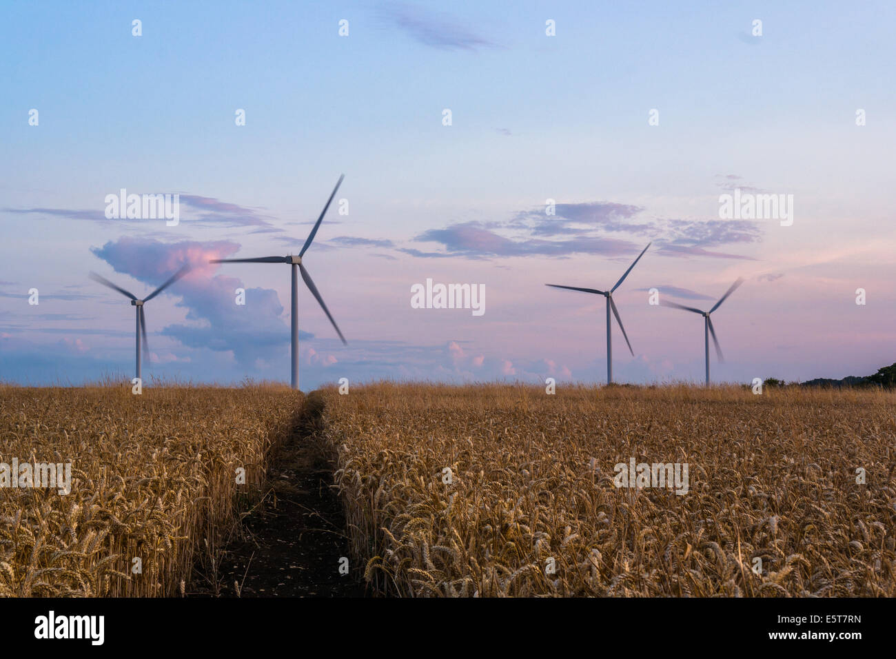 Windkraftanlagen in einem Feld von Weizen, Bedfordshire, UK Stockfoto