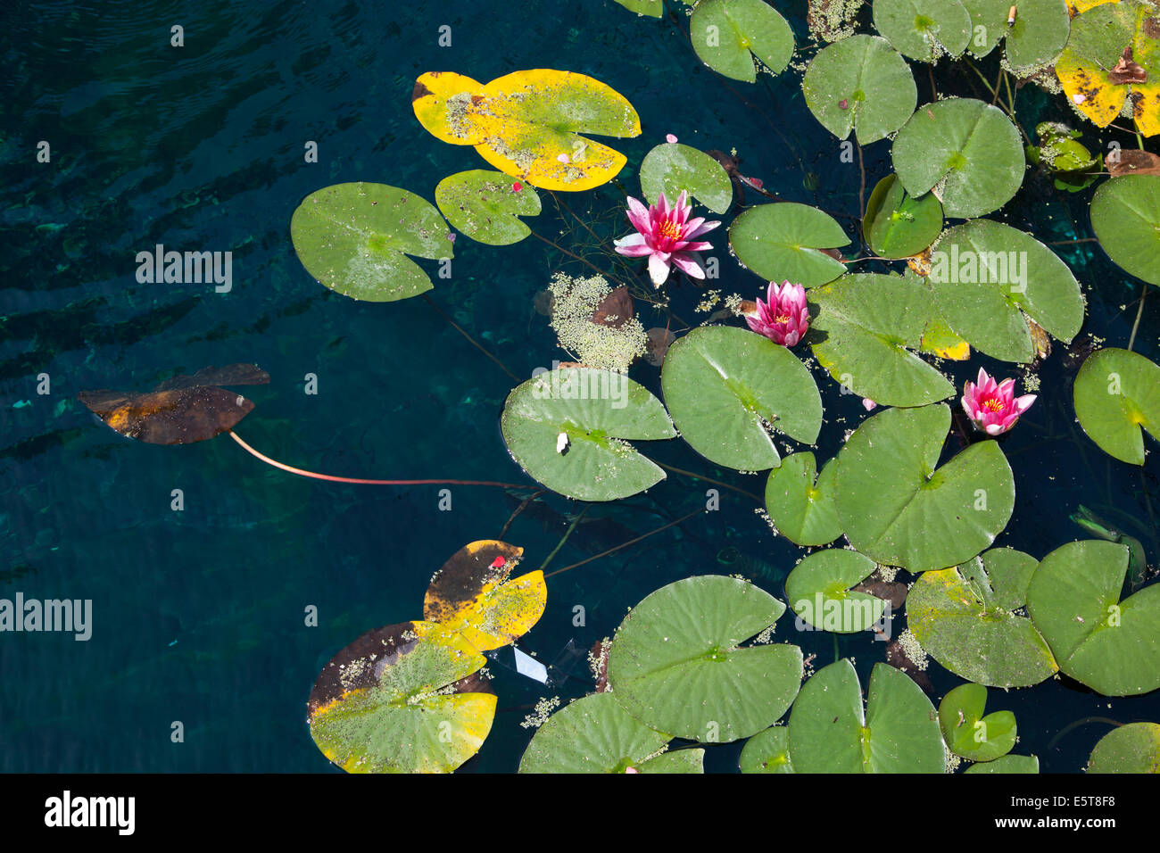Blühende Seerose schwimmt auf dem Teich in East London Stockfoto