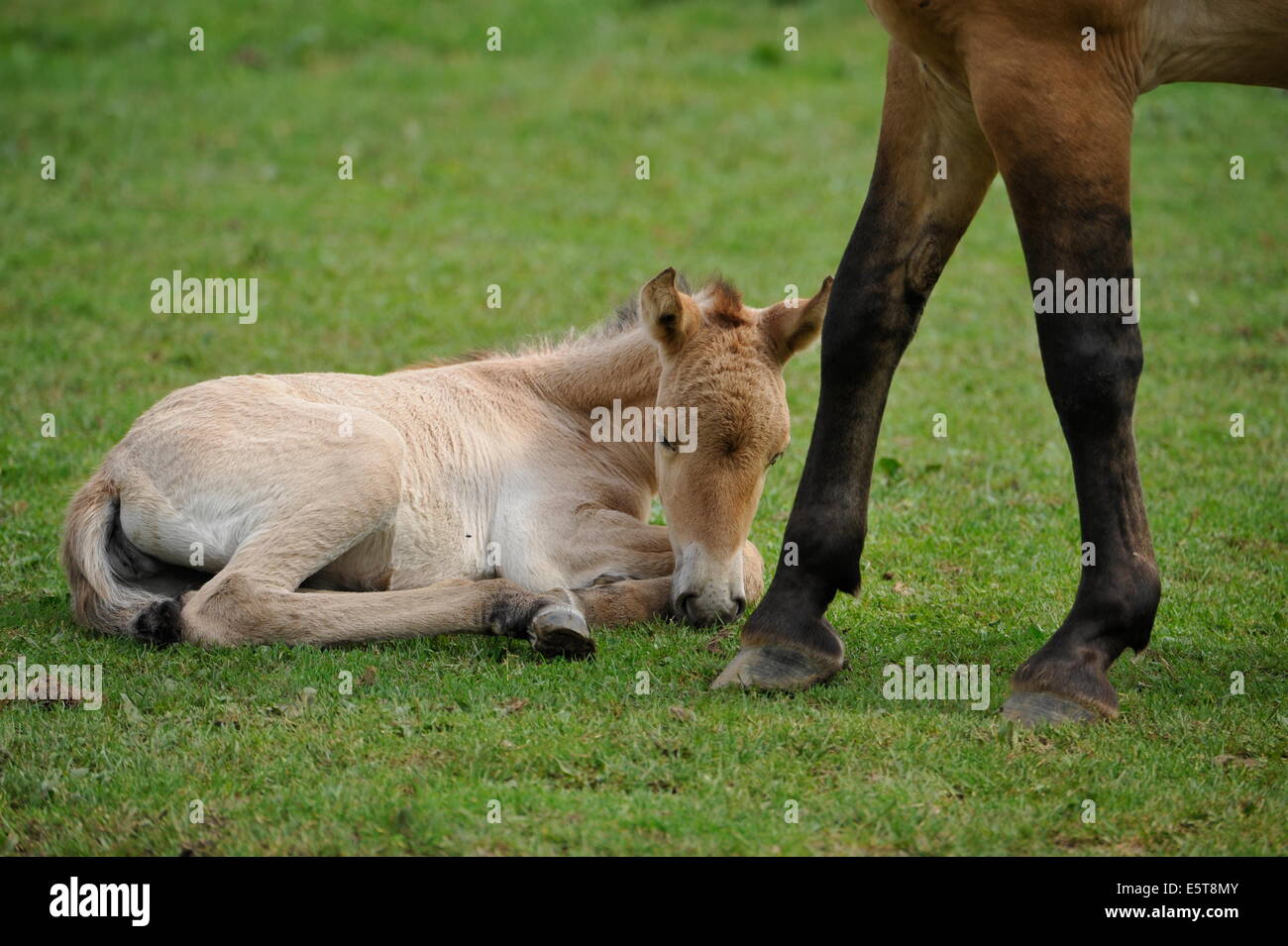 Przewalski Pferd mit Fohlen auf der Wiese. Stockfoto