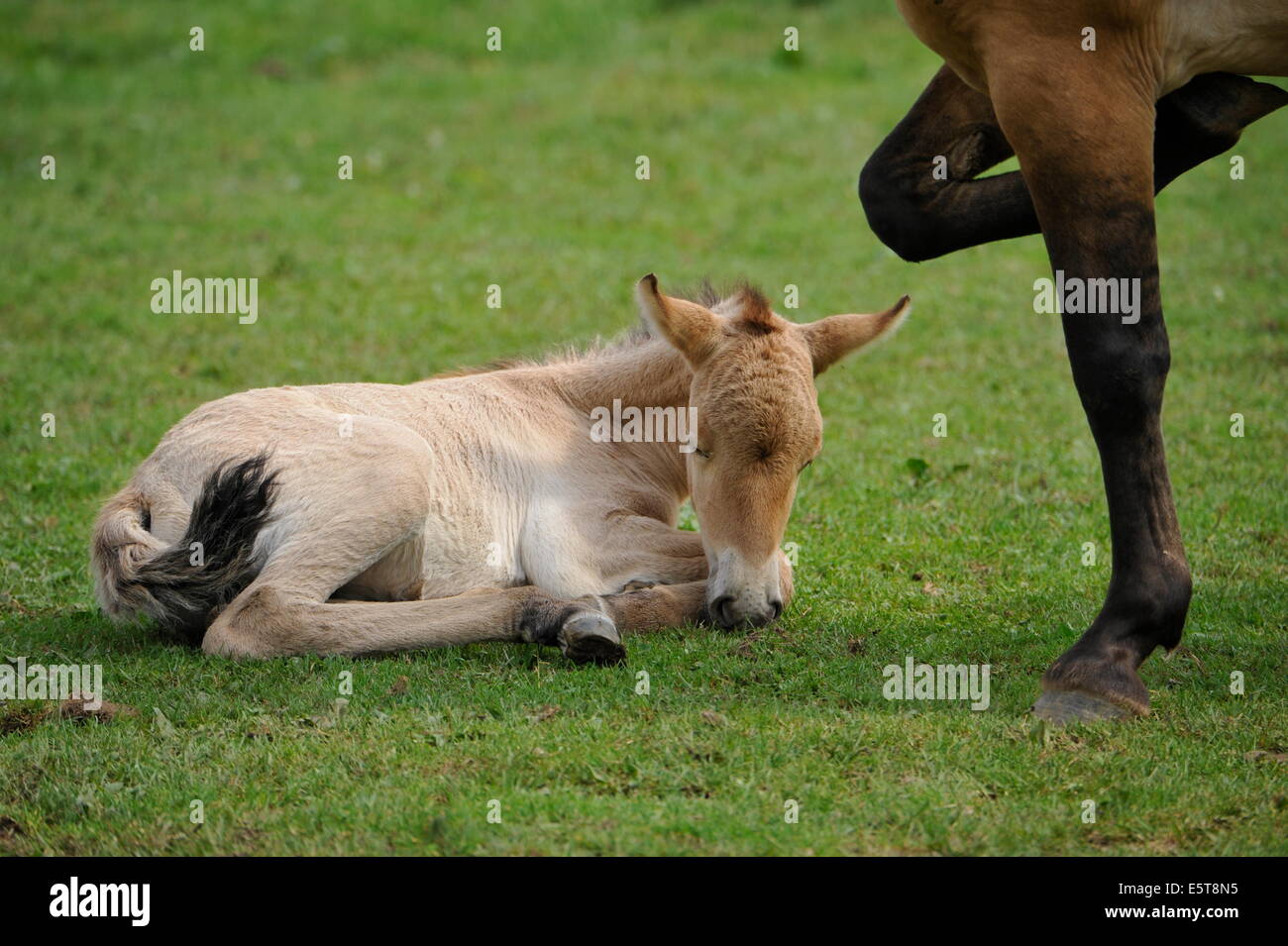 Przewalski Pferd mit Fohlen auf der Wiese. Stockfoto