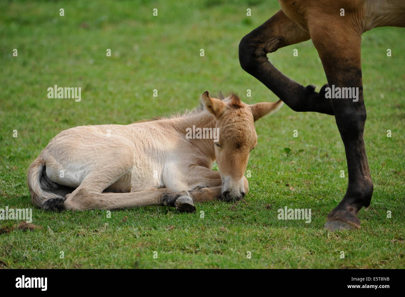 Przewalski Pferd mit Fohlen auf der Wiese. Stockfoto