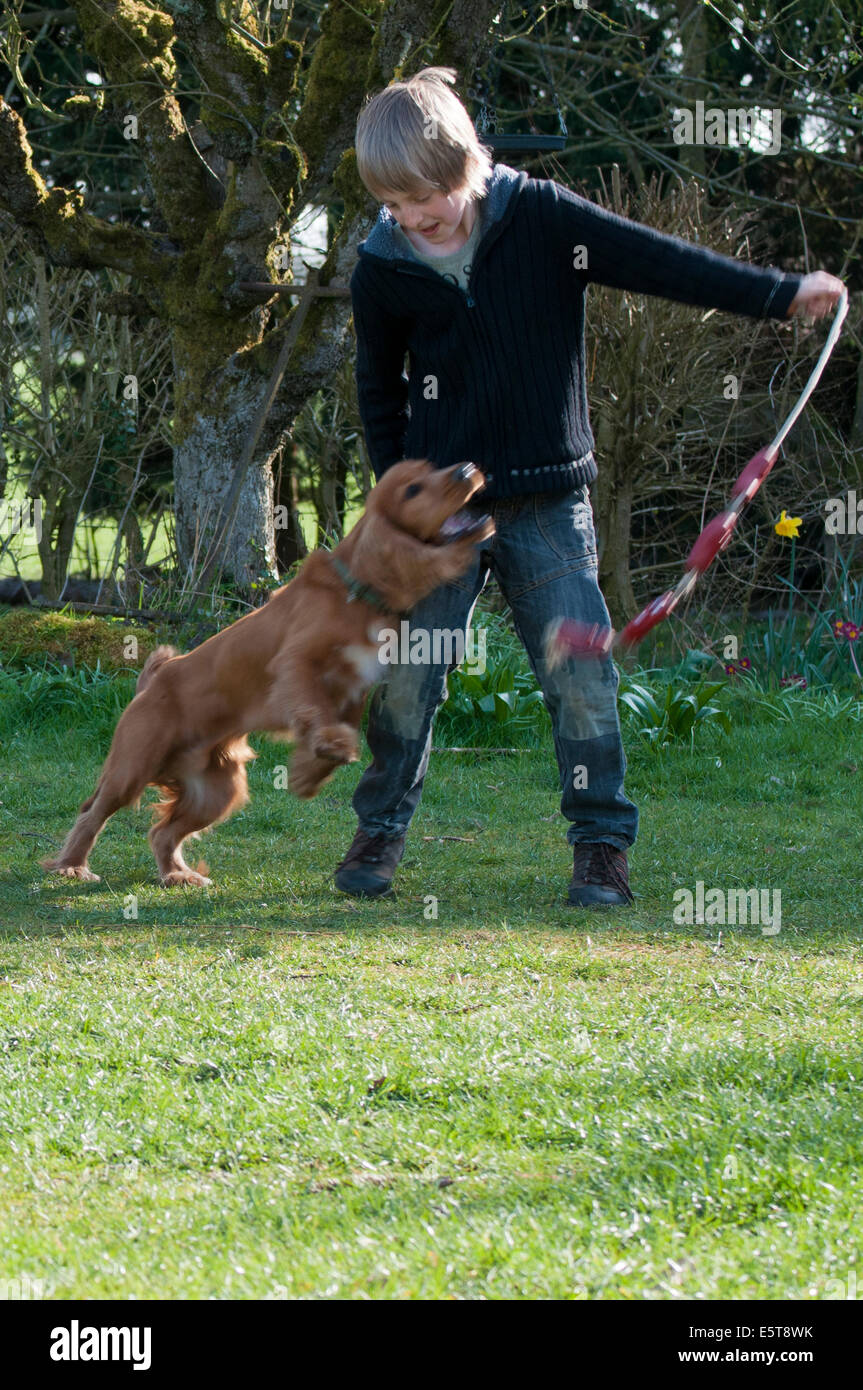 Junge und Sprocker Hund spielen im Garten Stockfoto