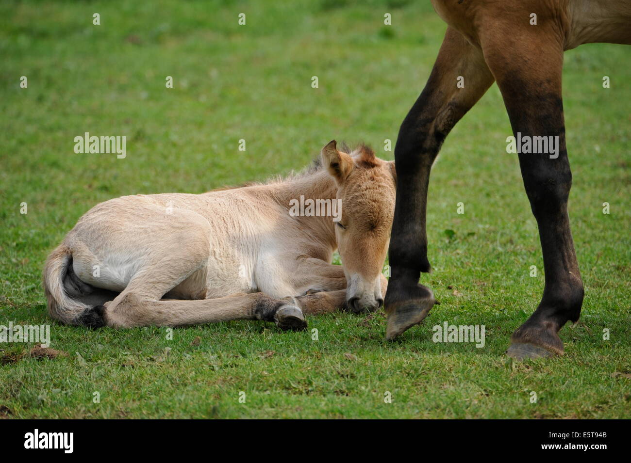 Przewalski Pferd mit Fohlen auf der Wiese. Stockfoto