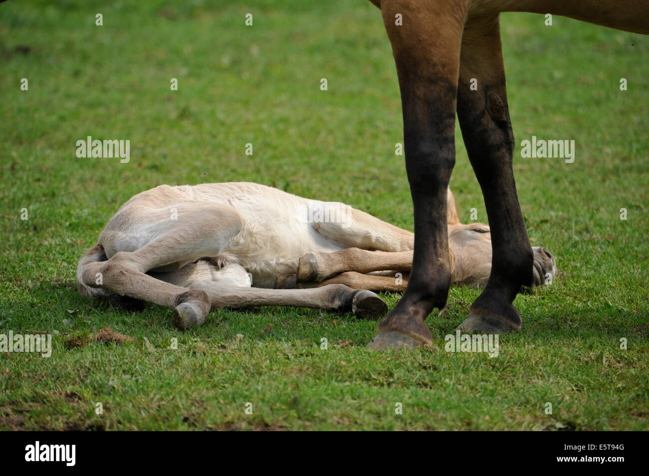 Przewalski Pferd mit Fohlen auf der Wiese. Stockfoto