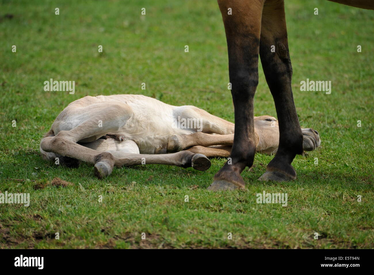 Przewalski Pferd mit Fohlen auf der Wiese. Stockfoto