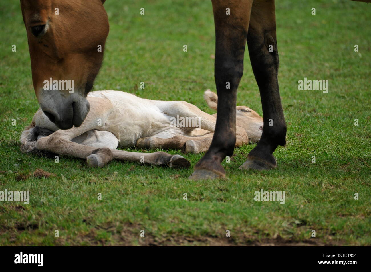 Przewalski Pferd mit Fohlen auf der Wiese. Stockfoto